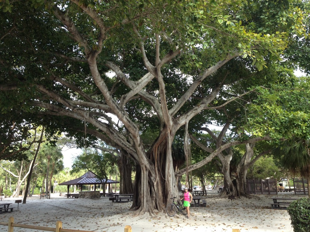 Spanish River Park: big tree