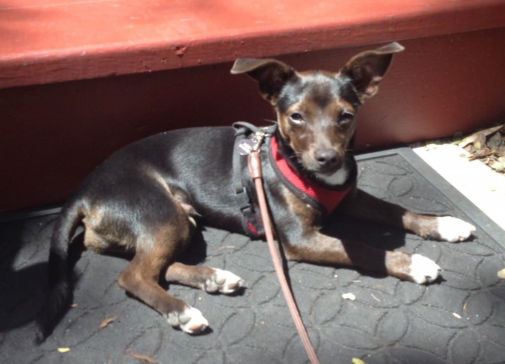 Ziggy is a little chihuahua mix from the shelter.  Just four months old and so happy and full of life!