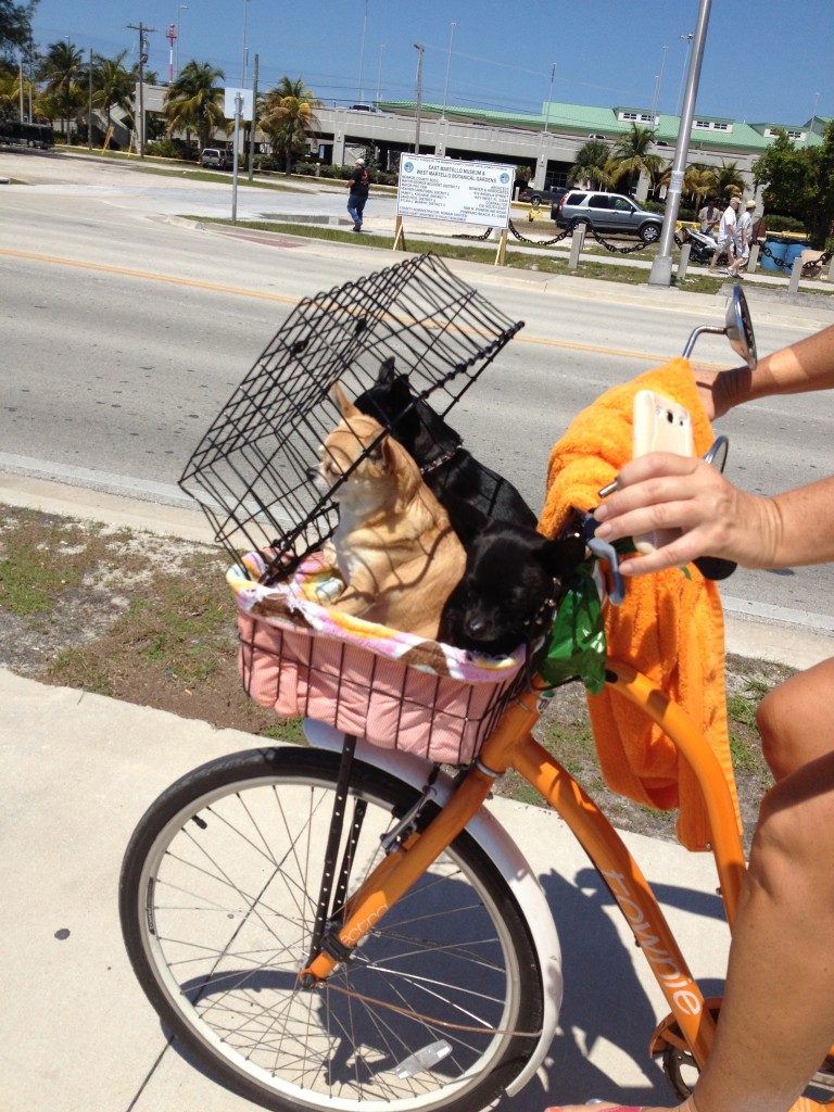 Just because they're so cute... three chihuahuas in a bike basket.... Koko, Holly and Kiwi.  Awwww......