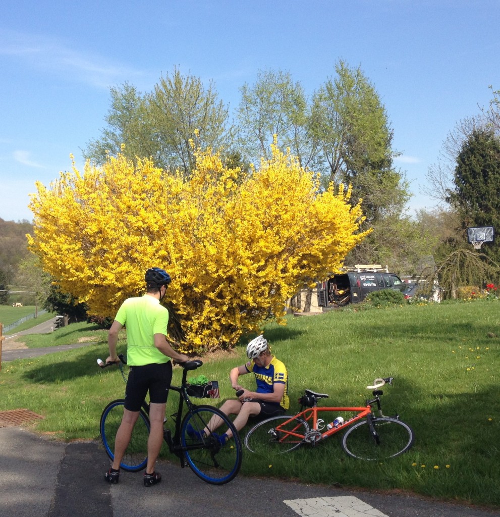 Afternoon ride with Bruce yesterday. Here Bruce makes a shoe adjustment beside a heart-shaped forsythia.